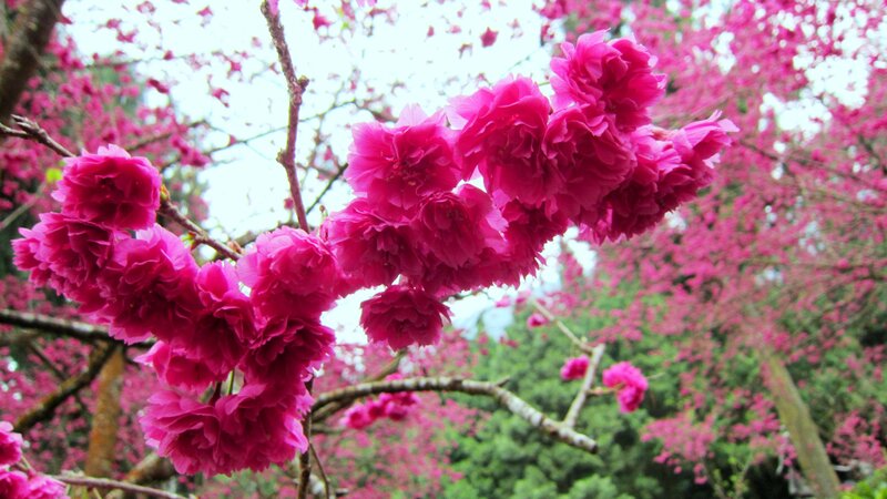 Pink Cherry Blossoms — Serene, Spring, Photograph, Tree Branches, Sky