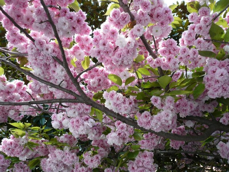 Pink Cherry Blossoms — Serene, Spring, Photograph, Tree Branches