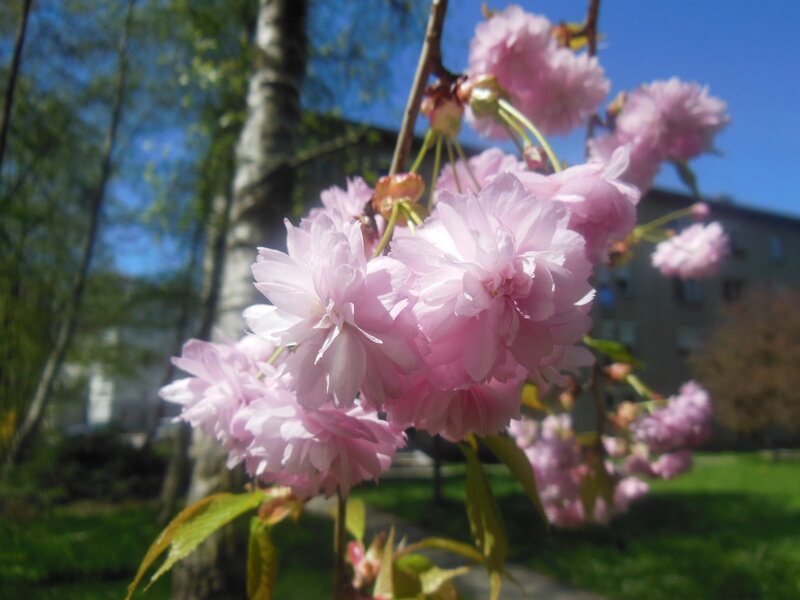Pink Cherry Blossoms — Serene, Spring, Photograph, Tree, Building