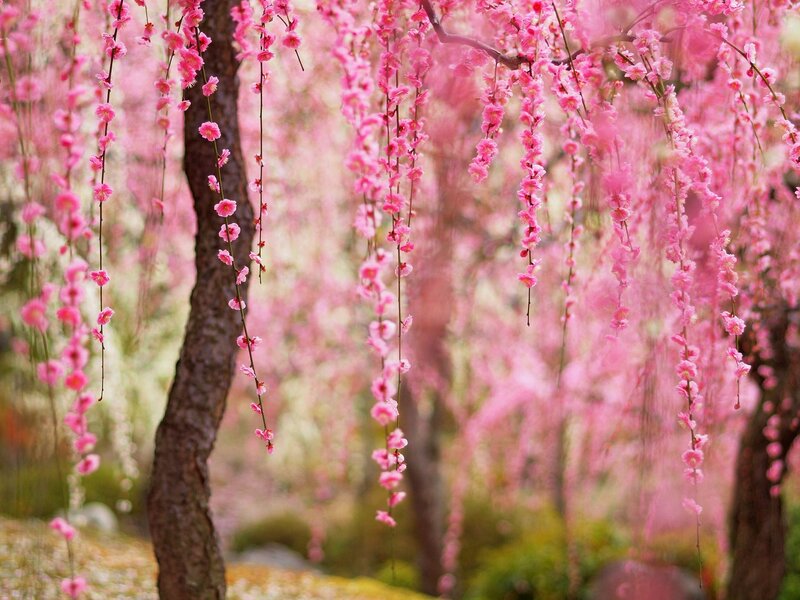 Pink Cherry Blossoms — Serene, Spring, Photograph, Tree, Flowers, Branches