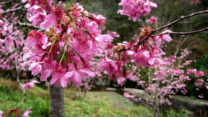 Pink Cherry Blossoms — Serene, Spring, Photograph, Tree, Flowers