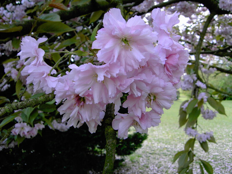 Pink Cherry Blossoms — Serene, Spring, Photograph, Tree, Leaves, Grass