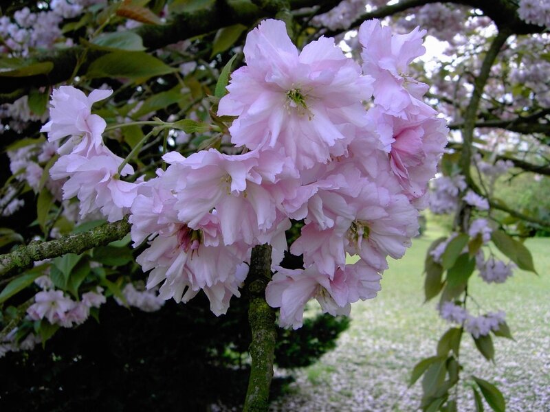 Pink Cherry Blossoms — Serene, Spring, Photograph, Tree, Leaves