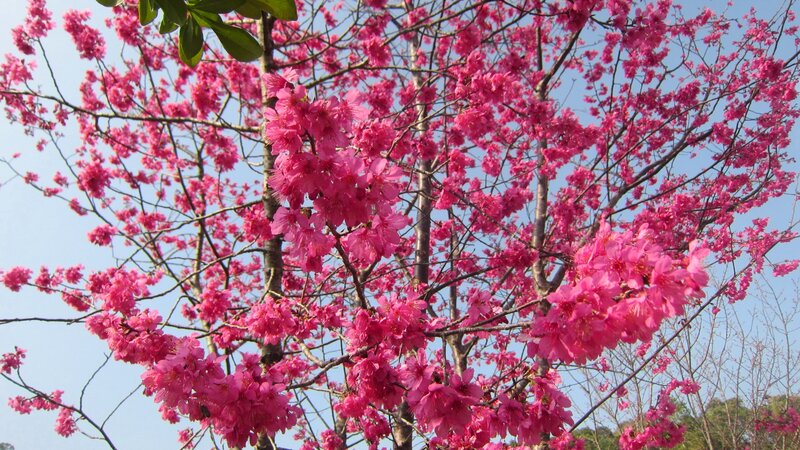 Pink Cherry Blossoms — Serene, Spring, Photograph, Tree, Sky, Branches