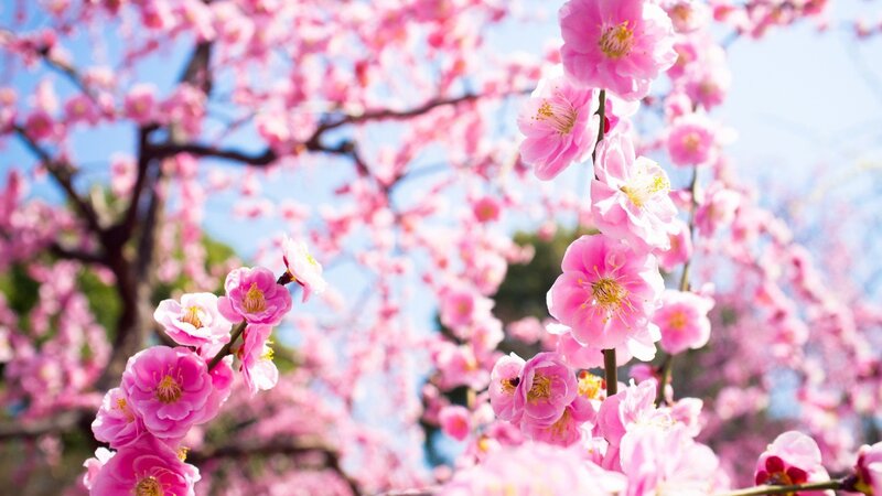 Pink Cherry Blossoms — Serene, Spring, Photograph, Tree, Sky
