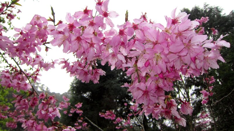 Pink Cherry Blossoms — Serene, Spring, Photograph, Tree
