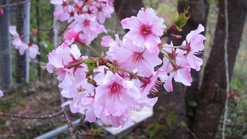 Pink Cherry Blossoms — Serene, Spring, Photograph, Tree Trunk, Buds