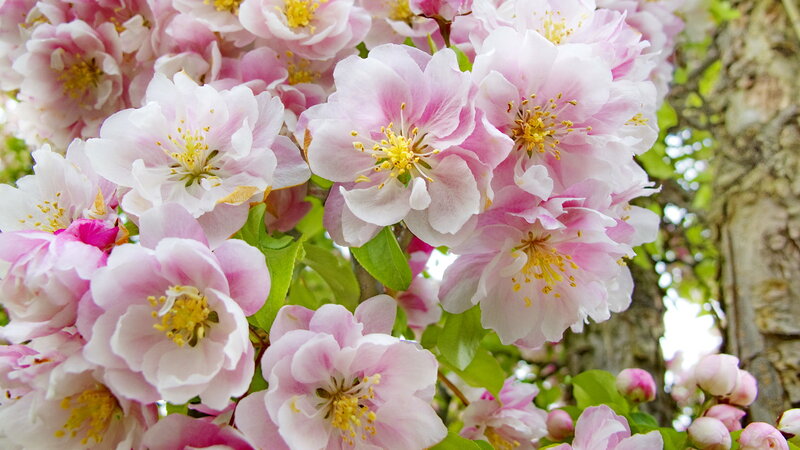 Pink Cherry Blossoms — Serene, Spring, Photograph, Tree Trunk, Green Leaves