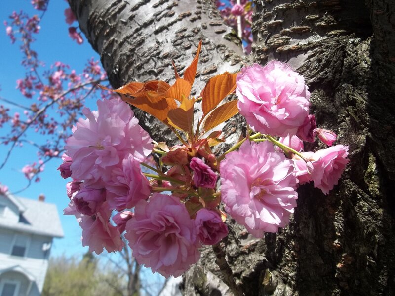 Pink Cherry Blossoms — Serene, Spring, Photograph, Tree Trunk