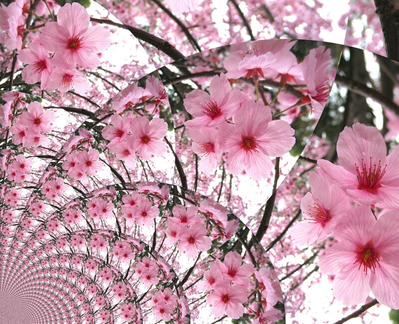 Pink Cherry Blossoms — Serene, Spring, Photograph, Trees, Flowers, Branches