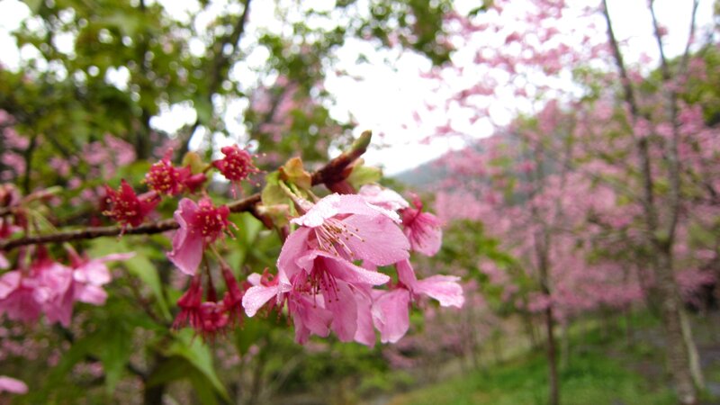 Pink Cherry Blossoms — Serene, Spring, Photograph, Trees, Flowers
