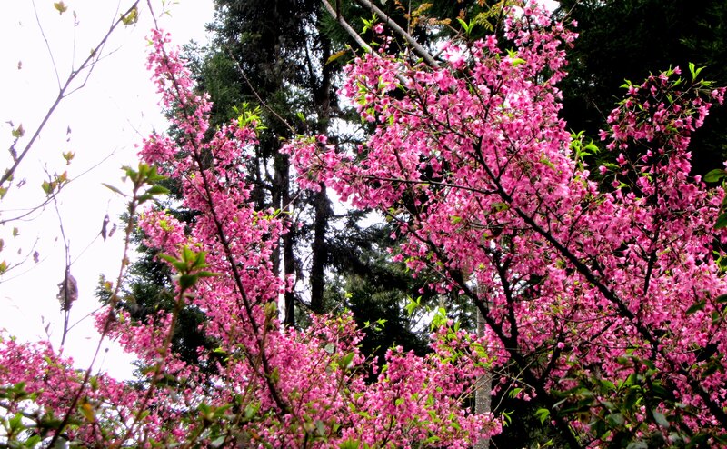 Pink Cherry Blossoms — Serene, Spring, Photograph, Trees, Green Leaves