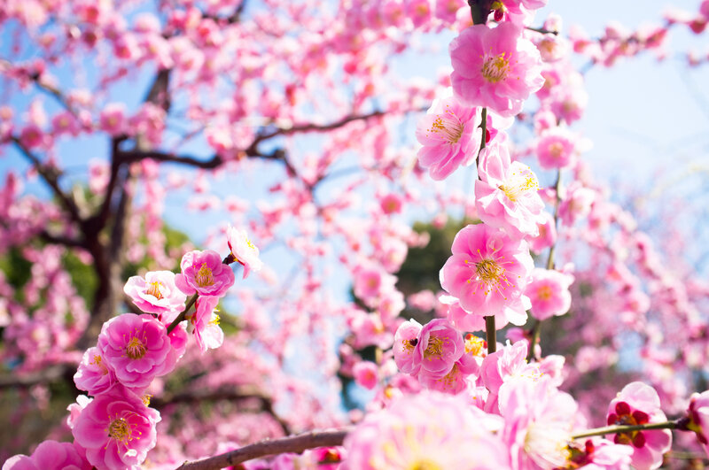 Pink Cherry Blossoms — Serene, Spring, Photograph, Trees, Sky