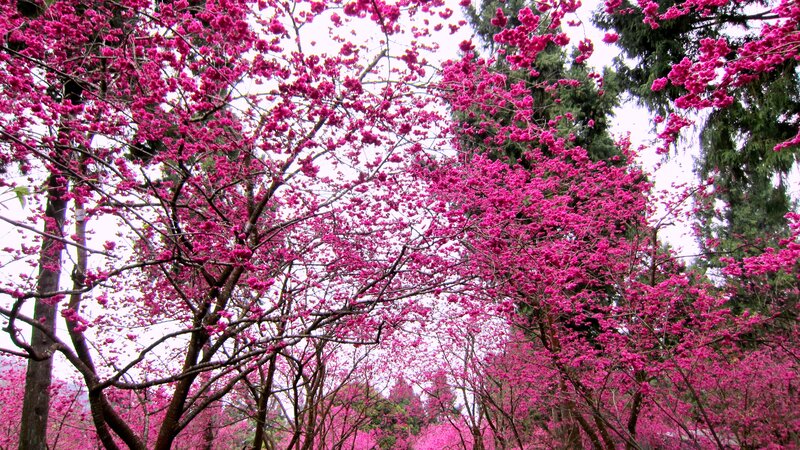 Pink Cherry Blossoms — Serene, Spring, Photograph, Trees