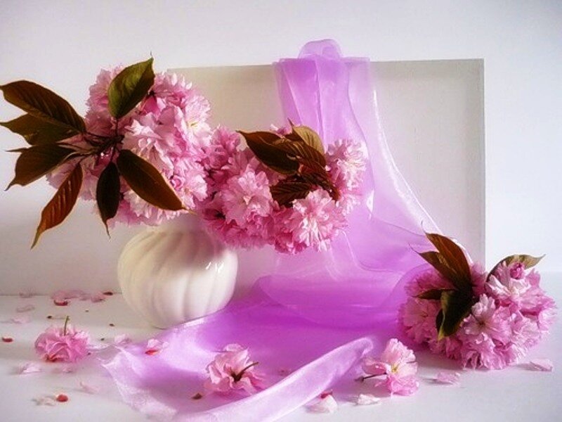 Pink Cherry Blossoms — Serene, Spring, Photograph, Vase