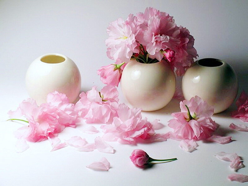 Pink Cherry Blossoms — Serene, Spring, Photograph, Vases