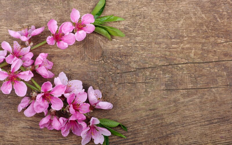 Pink Cherry Blossoms — Serene, Spring, Photograph, Wooden Surface