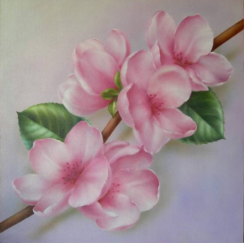 Pink Cherry Blossoms — Serene, Spring