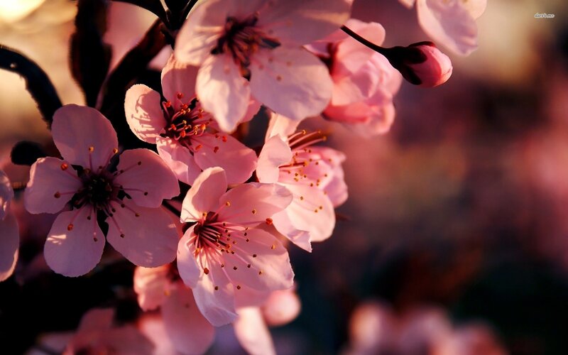 Pink Cherry Blossoms — Serene, Sunset