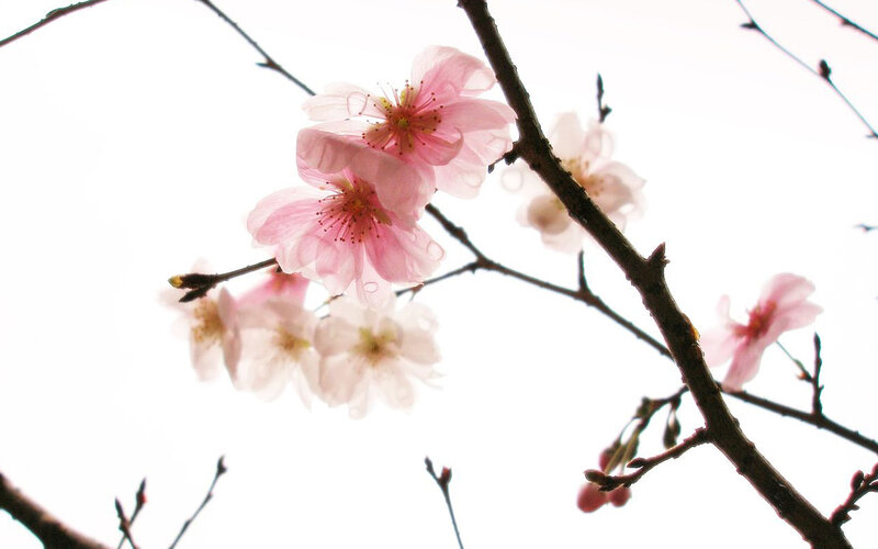 Pink Cherry Blossoms — Serene