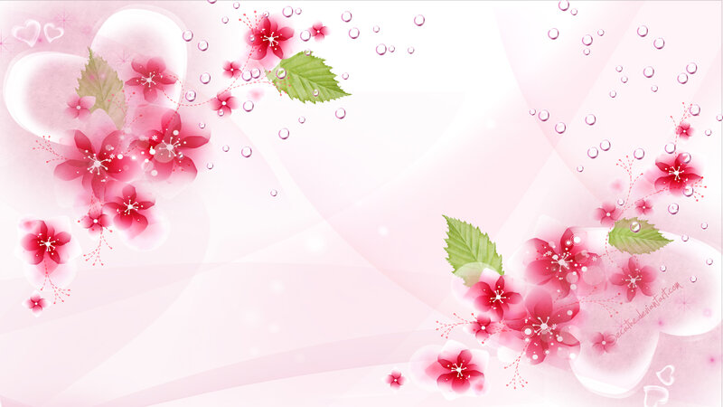 Pink Cherry Blossoms — Soft, Spring