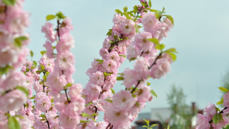 Pink Cherry Blossoms — Spring, Sky