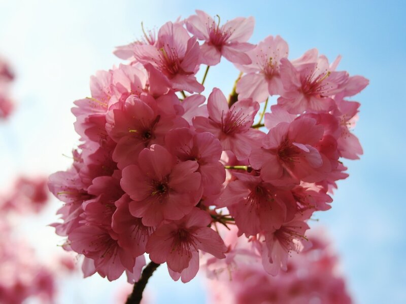 Pink Cherry Blossoms