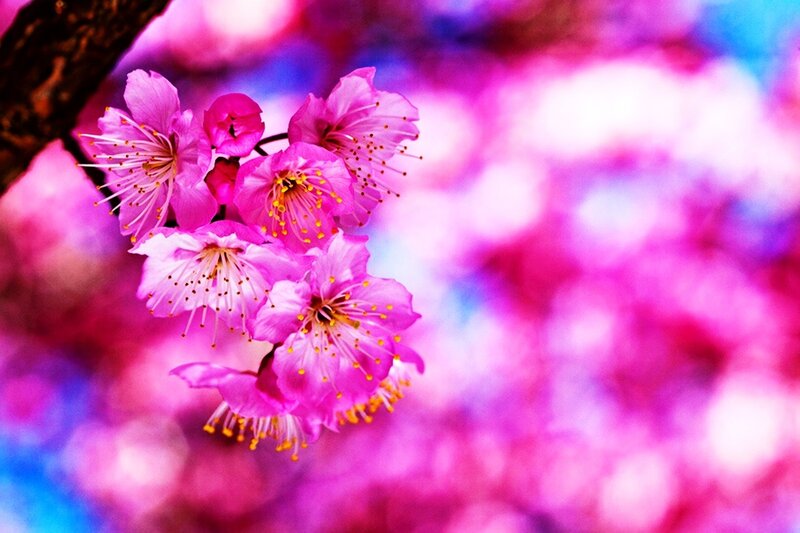 Pink Cherry Blossoms — Vibrant, Spring, Photograph, Flower