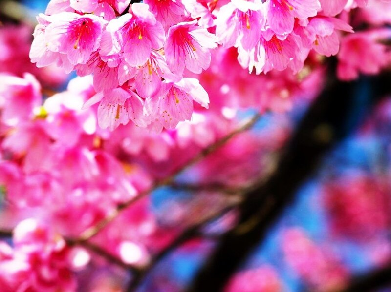 Pink Cherry Blossoms — Vibrant, Spring, Photograph, Flowers, Branch