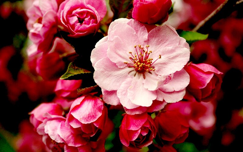 Pink Cherry Blossoms — Vibrant, Spring, Photograph, Flowers, Buds