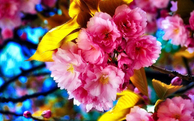Pink Cherry Blossoms — Vibrant, Spring, Photograph, Flowers