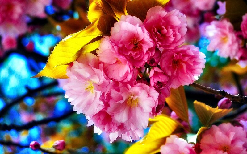 Pink Cherry Blossoms — Vibrant, Spring, Photograph, Leaves, Branch, Blossom