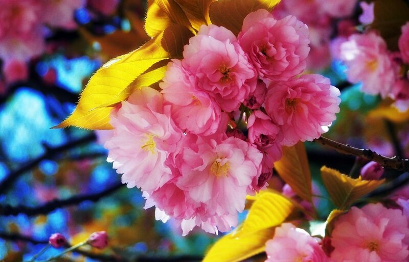 Pink Cherry Blossoms — Vibrant, Spring, Photograph, Leaves, Branch