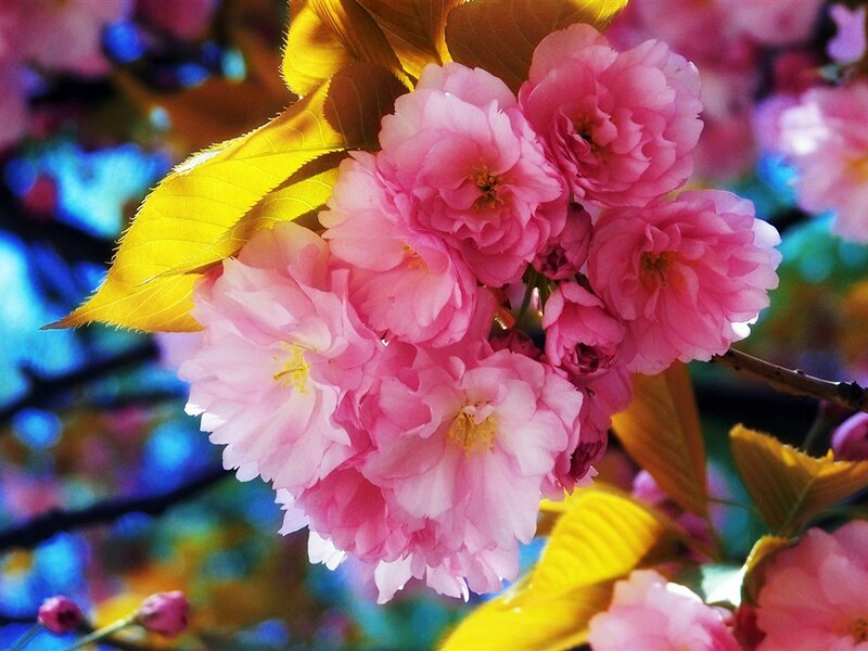 Pink Cherry Blossoms — Vibrant, Spring, Photograph, Leaves