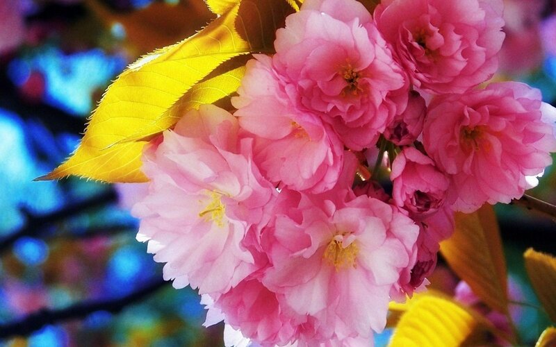 Pink Cherry Blossoms — Vibrant, Spring, Photograph