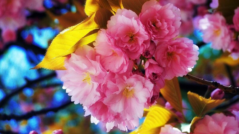 Pink Cherry Blossoms — Vibrant, Spring, Photograph, Yellow Leaves