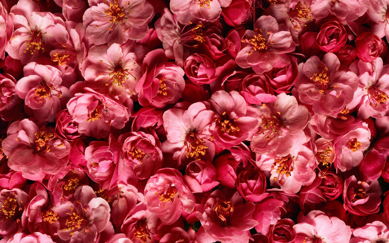 Pink Cherry Blossoms — Vibrant, Spring