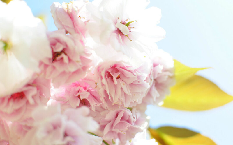 Pink Cherry Blossoms — White, Serene