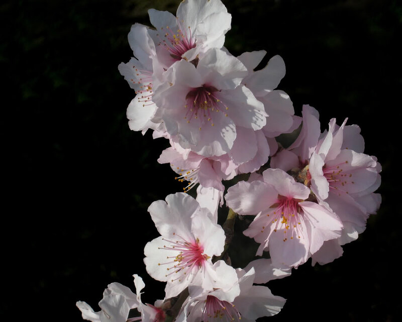 Pink Cherry Blossoms — White