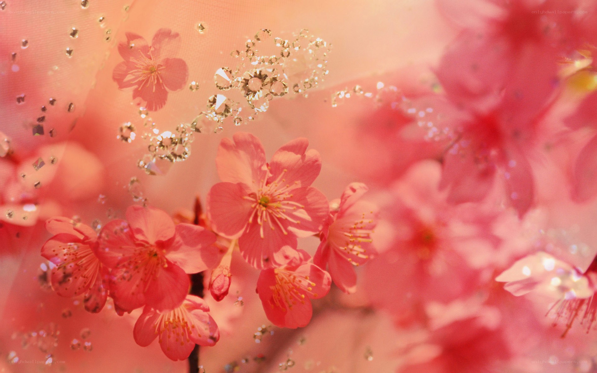 Pink cherry blossoms with sparkles