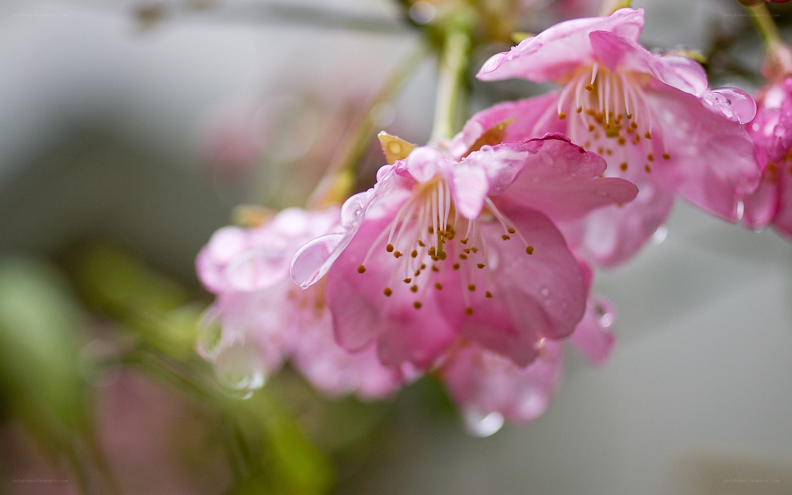 Pink cherry blossoms with water droplets
