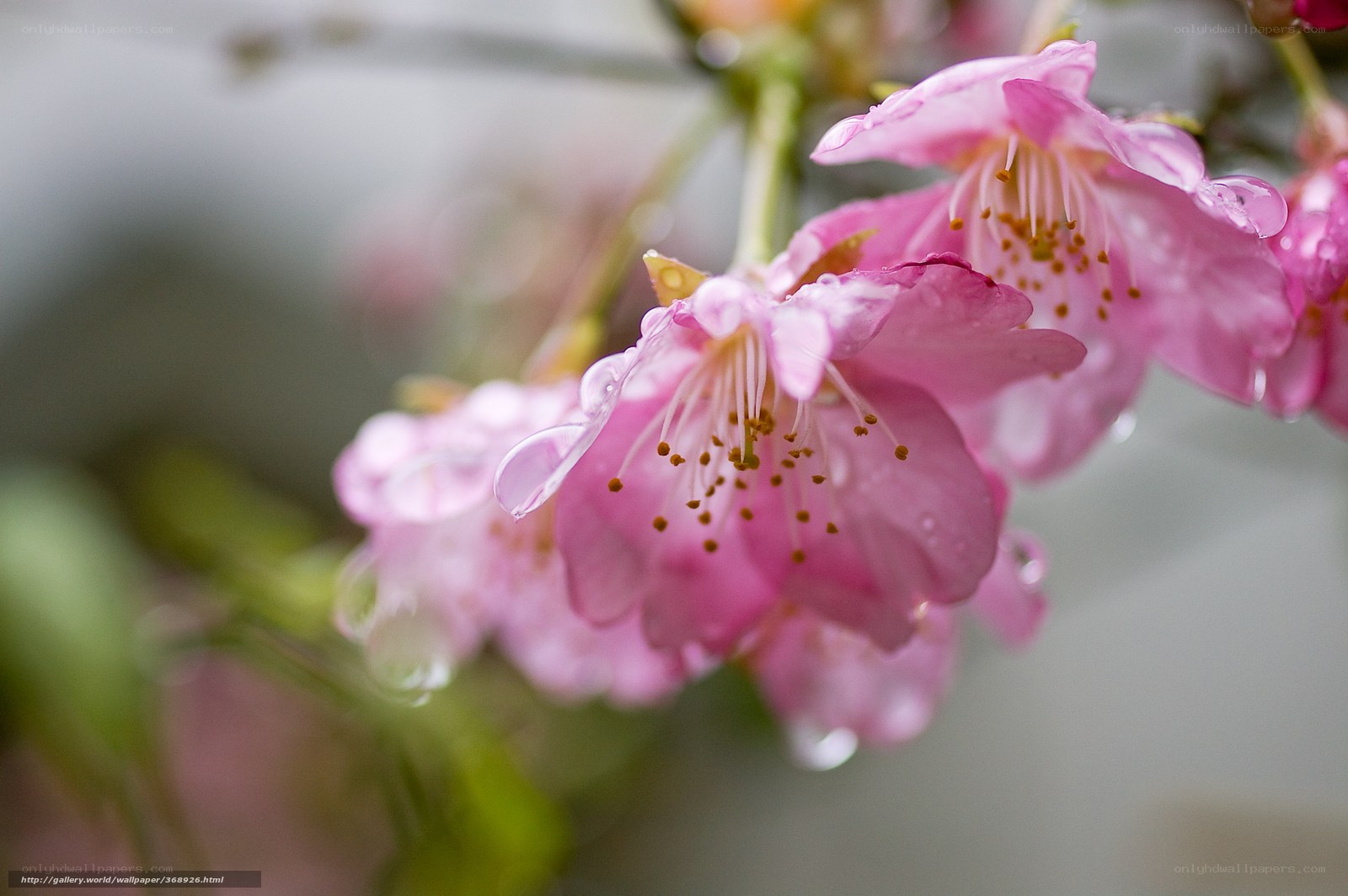 Pink cherry blossoms with water droplets