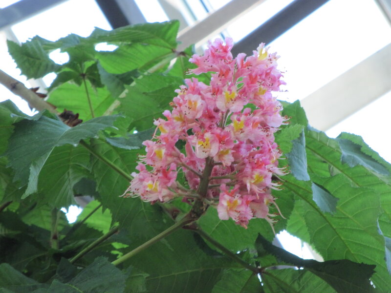 Pink Chestnut Flowers — Calm