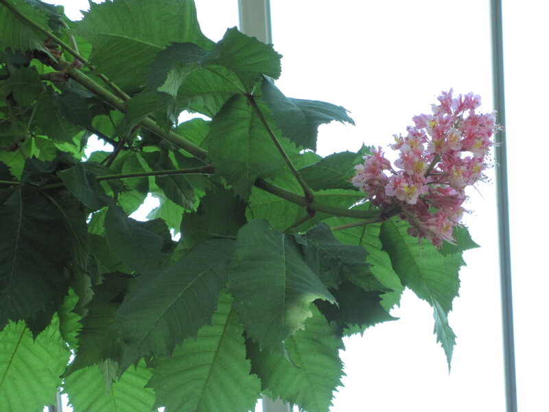 Pink Chestnut Flowers — Green, Calm