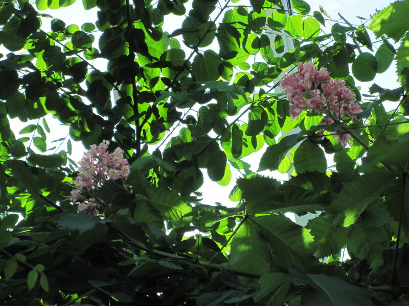 Pink Chestnut Flowers — Green, Serene, Afternoon