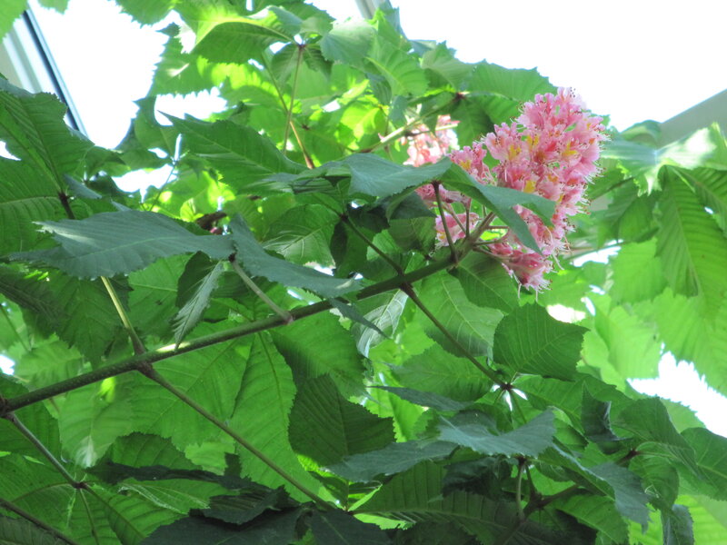 Pink Chestnut Flowers — Green, Serene