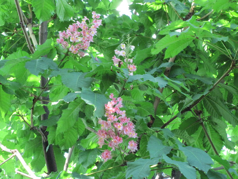 Pink Chestnut Flowers — Green