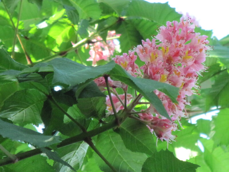 Pink Chestnut Flowers
