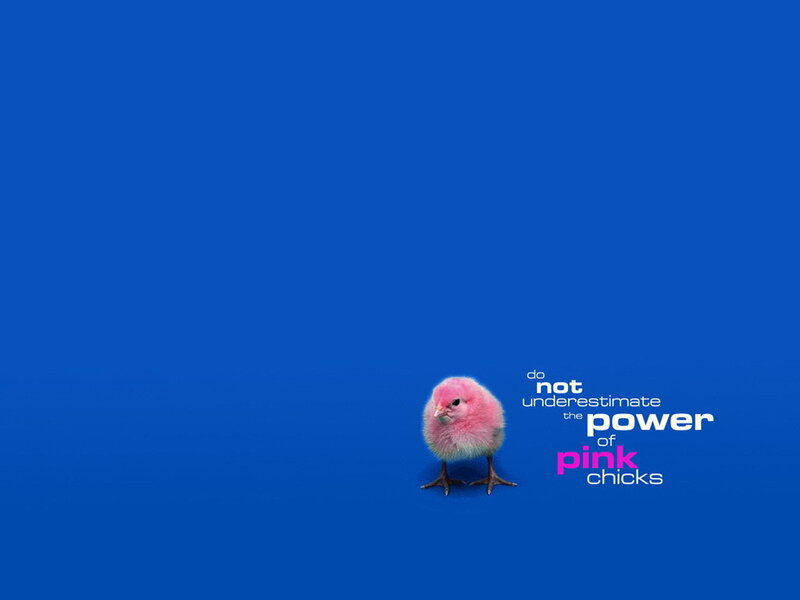 Pink Chick on Blue