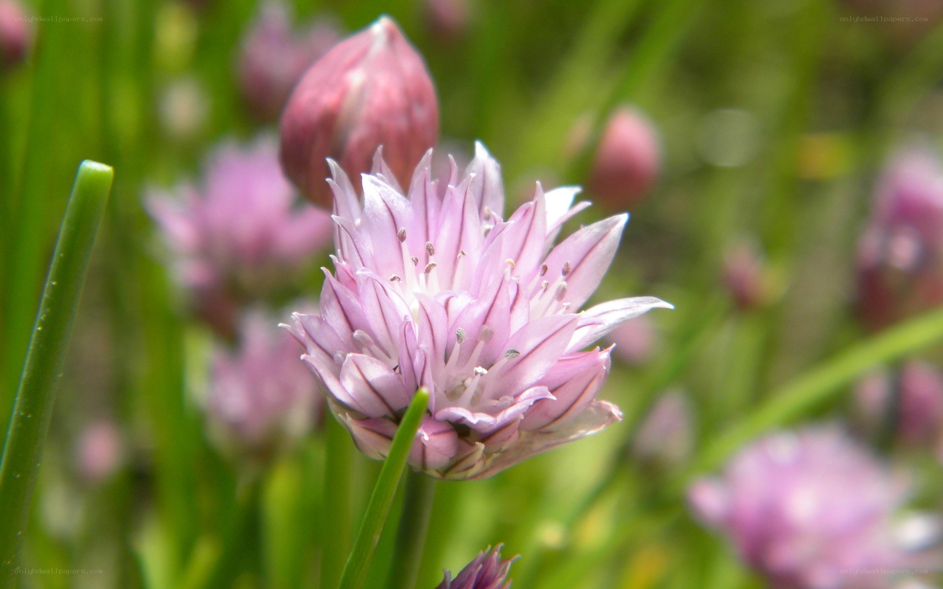 Pink chive flower in bloom